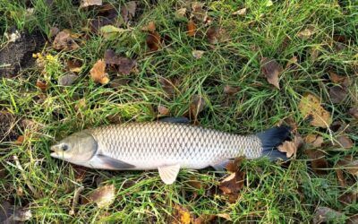 Zarybnění rybníku