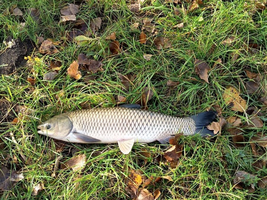 Zarybnění rybníku